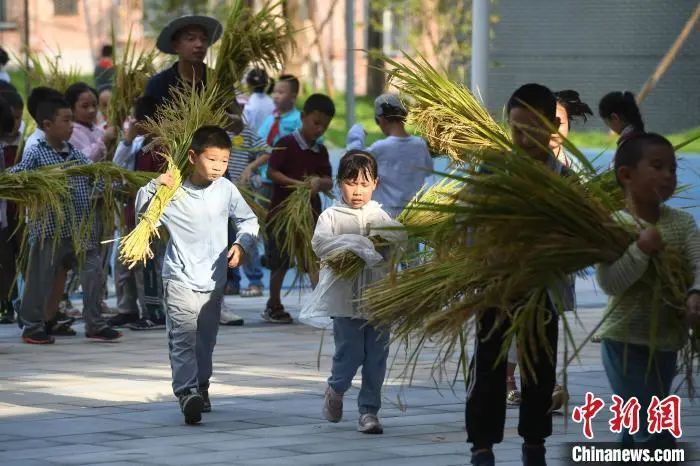 資料圖：小學(xué)生們體驗收割水稻。陳超 攝